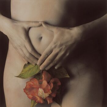 camellia