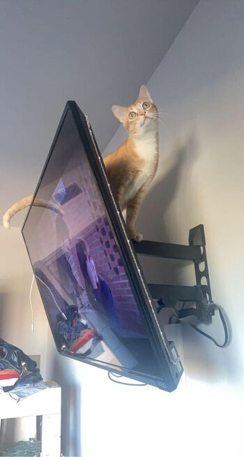 kittycumquat