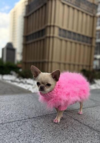 thedollbarbara